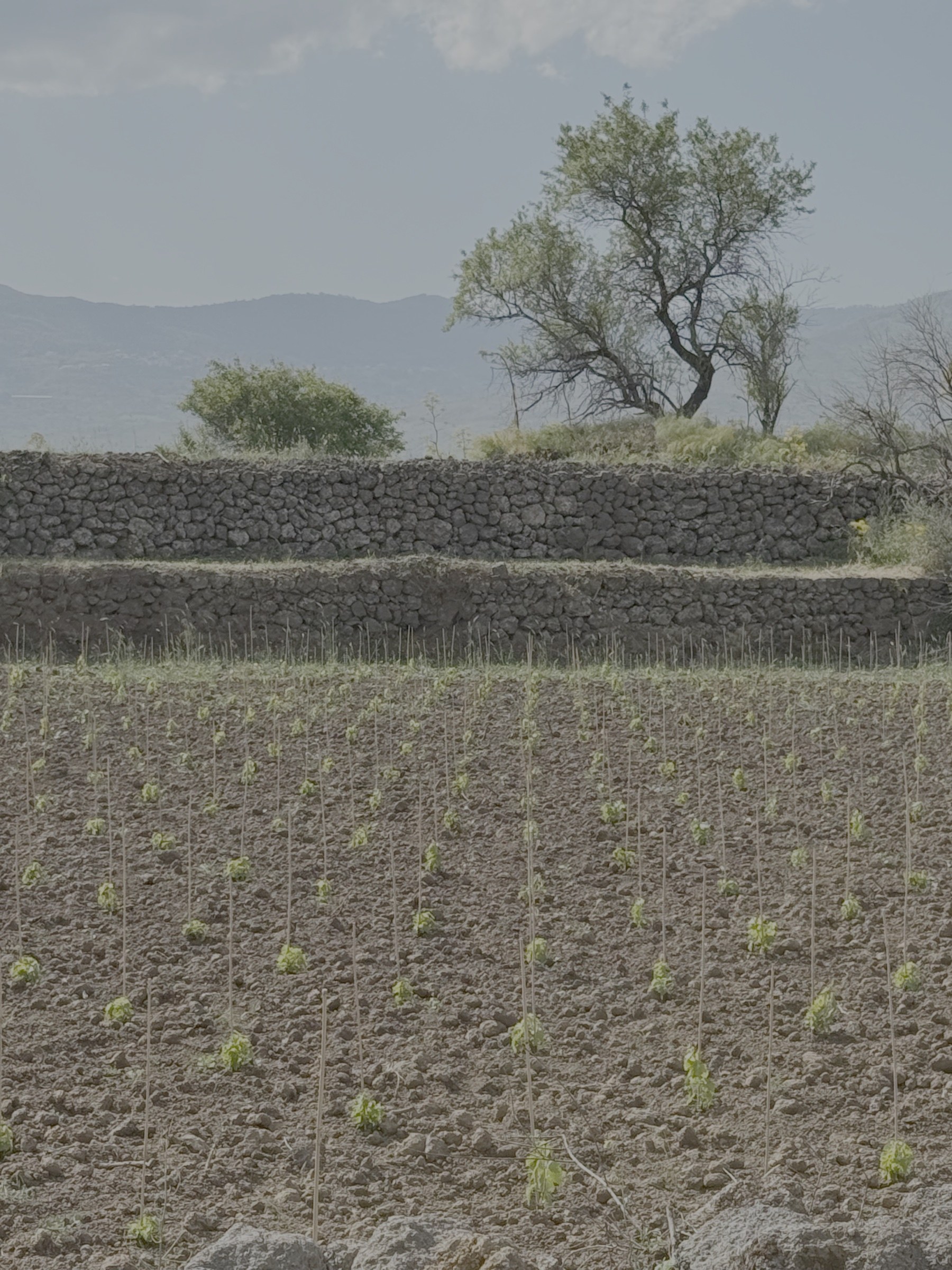 Rows of young vines below a lava-stone wall at Arcuria