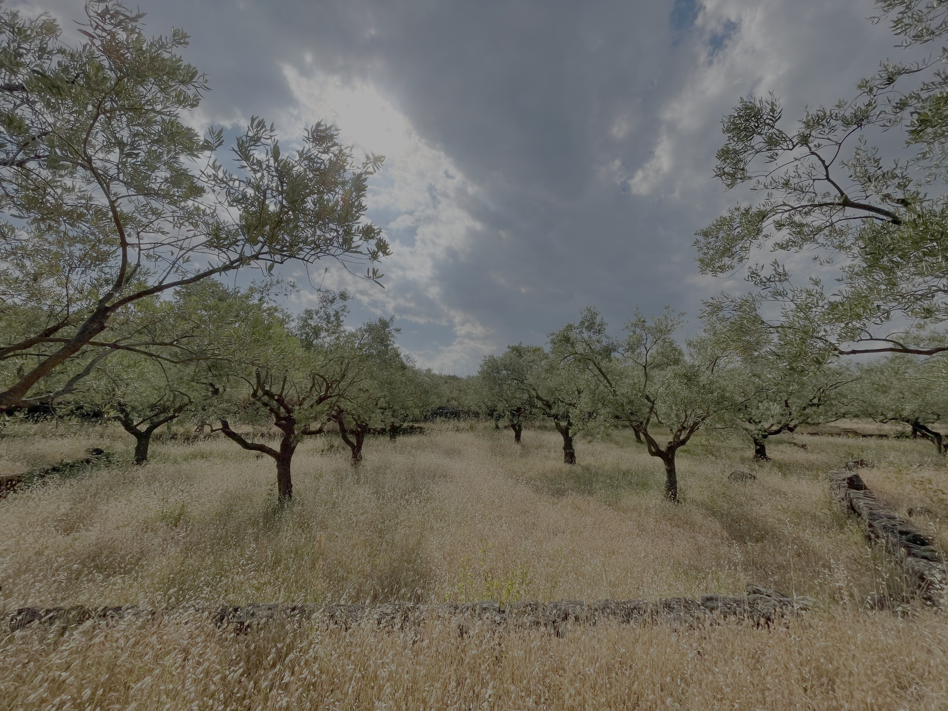 Old olive trees growing through summer grass at Arcuria