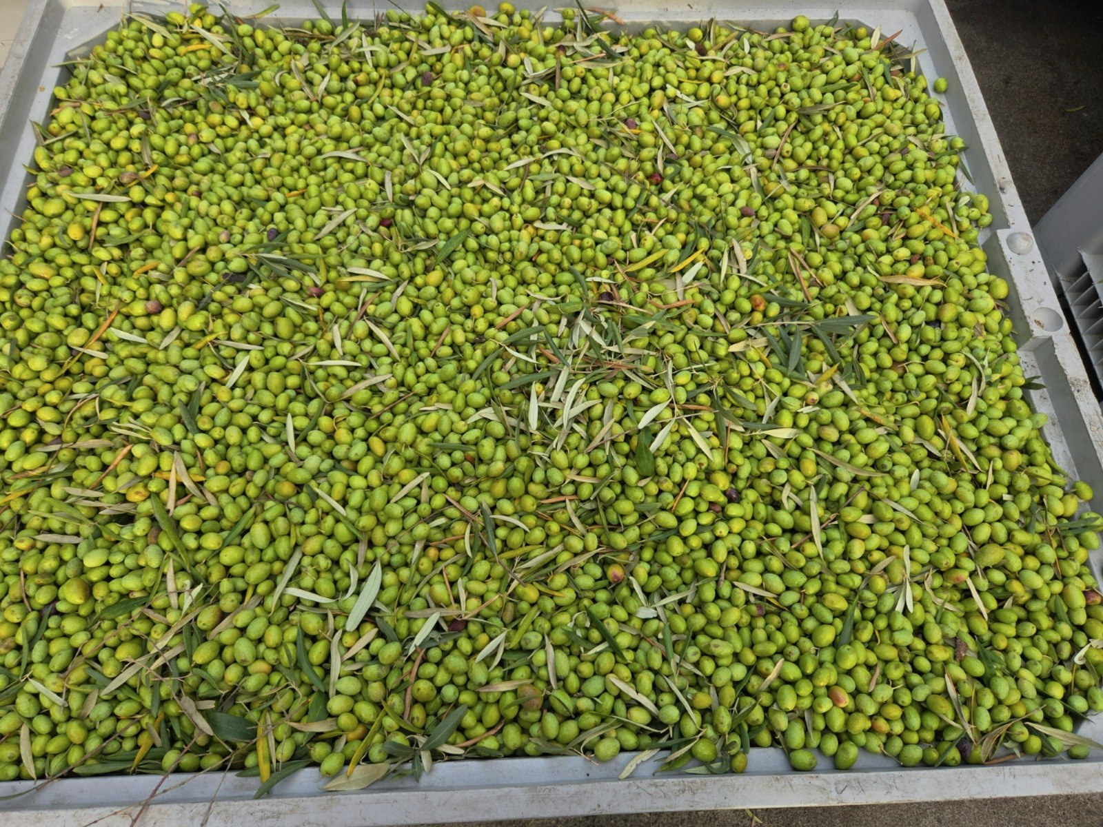 Freshly picked olives in a harvest crate at Arcuria in 2025