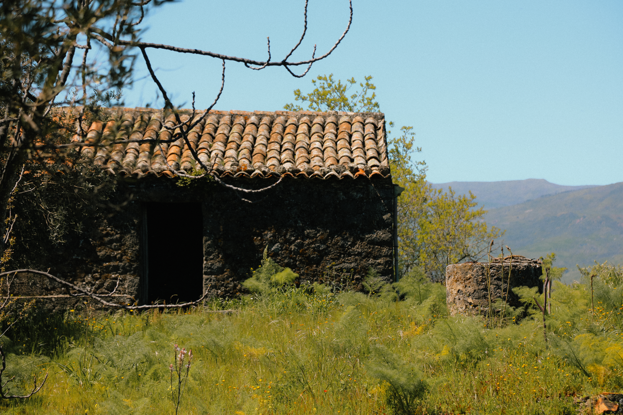 Old lava-stone farm building in the spring grass at Arcuria