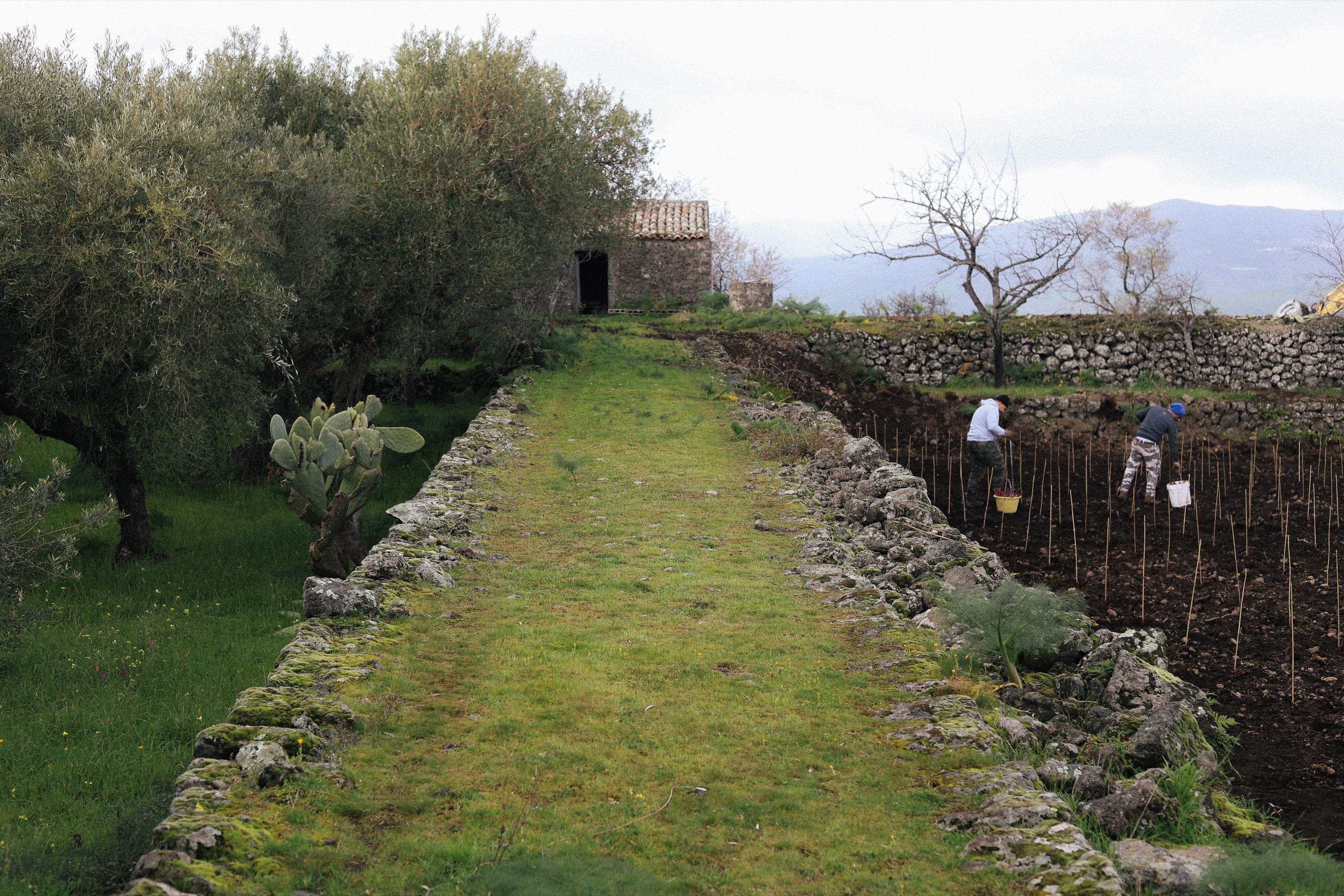 Workers planting new vines beside the path to the old shed at Arcuria