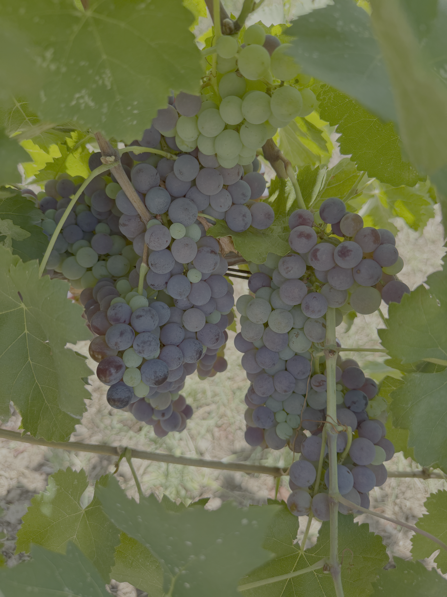 Purple and green grape bunches growing at Diciasettesalme before the 2026 harvest
