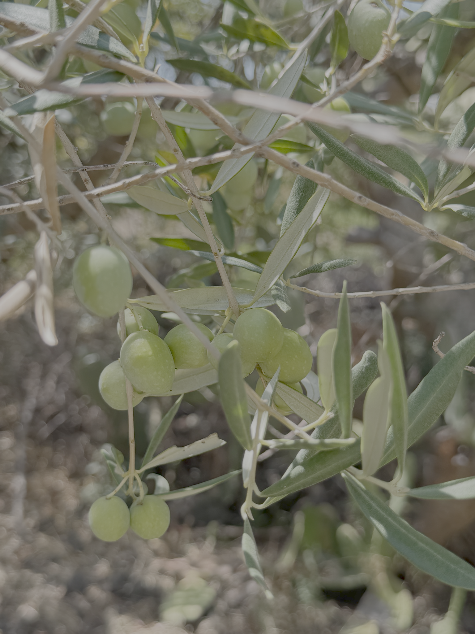 Green Nocellara olives on a branch at Diciasettesalme